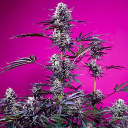 Studio 54 Stardust Auto semillas Sweet seeds SWEET SEEDS SWEET SEEDS