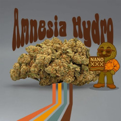 Flores NANO XXX Amnesia Hydro 87% 10gr Cannabis Innovation