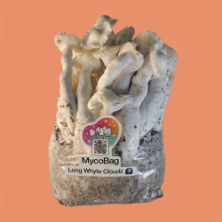 Long Whyte Cloudz (1 lb) Mycobag