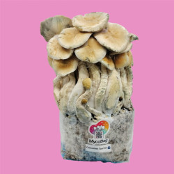 Cascadian Teacher (3 lb) Mycobag