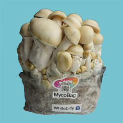 Whitebilly (3 lb) Mycobag