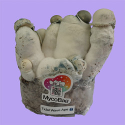 Tidal Wave Ape (3 lb) Mycobag