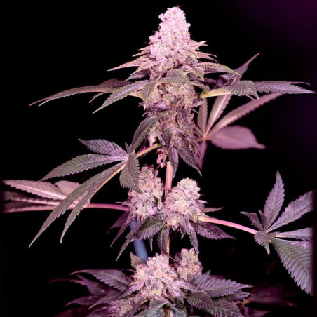 Cereal Milk Semilla Sacred Terps