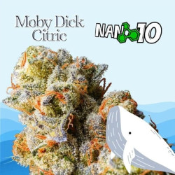 Flores CBD + Nano 10 MobyDick Citric al 61% 10gr Cannabis Innovation