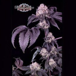 Giraffe Puzzy Semilla Sacred Terps