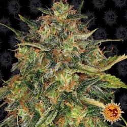 Cheese semilla Barney's Farm Seeds