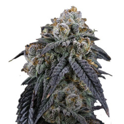 Obama Runtz semillas Gea Seeds