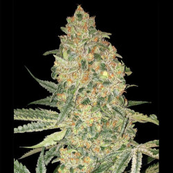 Bruce Banner semillas Advanced Seeds