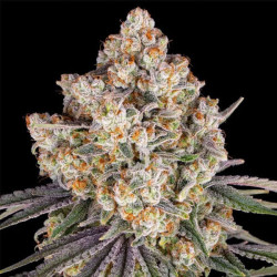 Ice Cream Cake semilla Barney's Farm Seeds