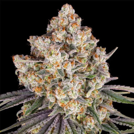 Ice Cream Cake semilla Barney's Farm Seeds