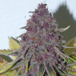 Forbiden Boof Semilla Bask Triangle Farms