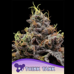 Think Tank Semillas Anesia Seeds
