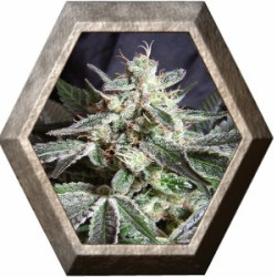 Black Jack 3 semillas Sweet seeds SWEET SEEDS SWEET SEEDS