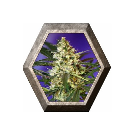 Fast Bud Auto 3 semillas Sweet seeds SWEET SEEDS SWEET SEEDS