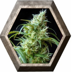 Flash Back2 3 semillas Sweet Seeds SWEET SEEDS SWEET SEEDS