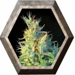 Psicodelicia 3 semillas Sweet seeds SWEET SEEDS SWEET SEEDS