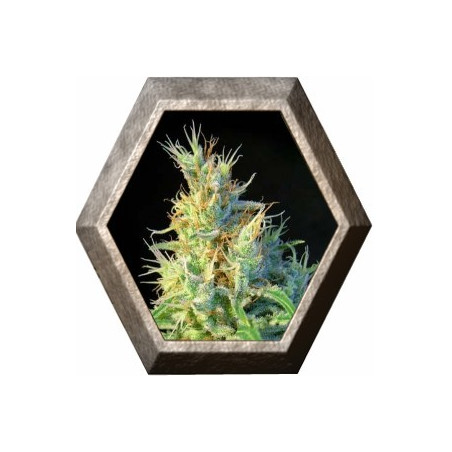 Psicodelicia 3 semillas Sweet seeds SWEET SEEDS SWEET SEEDS