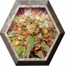 Sweet Tai 3 semillas Sweet seeds SWEET SEEDS SWEET SEEDS