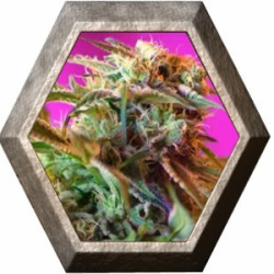 Wild Rose 3 semillas Sweet seeds SWEET SEEDS SWEET SEEDS