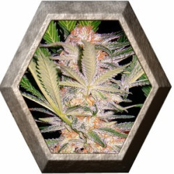 S.A.D. 3 semillas Sweet seeds SWEET SEEDS SWEET SEEDS