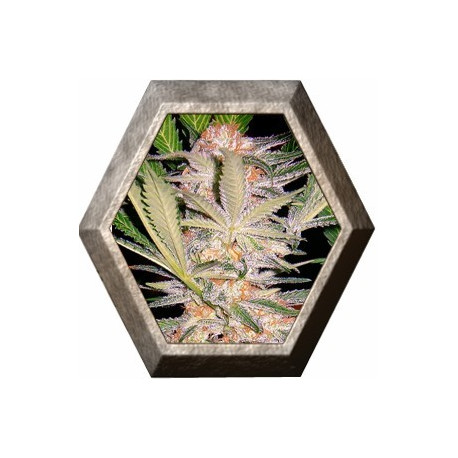 S.A.D. 3 semillas Sweet seeds SWEET SEEDS SWEET SEEDS