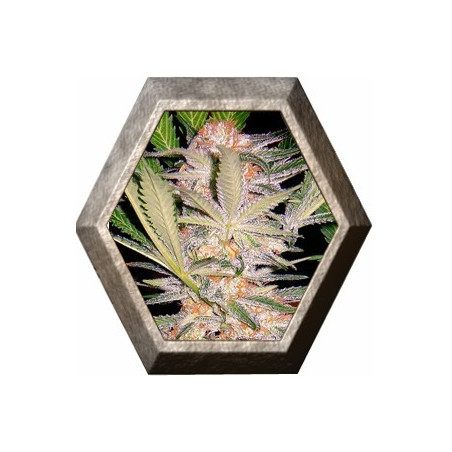 S.A.D. 3 semillas Sweet seeds SWEET SEEDS SWEET SEEDS