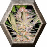 S.A.D. 3 semillas Sweet seeds SWEET SEEDS SWEET SEEDS