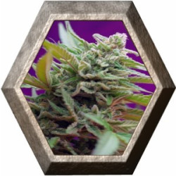 Black Jack Auto 3 semillas Sweet Seeds SWEET SEEDS SWEET SEEDS