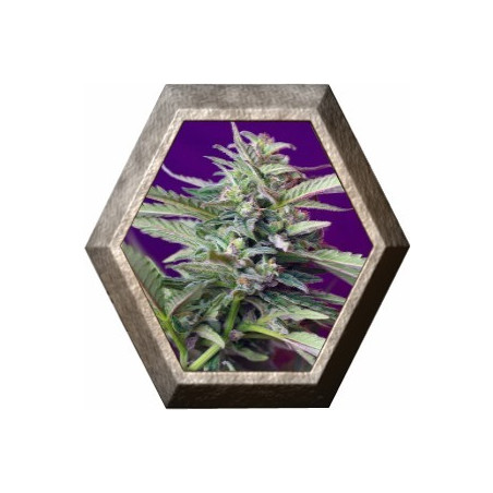 S.A.D. Auto 3 semillas Sweet seeds SWEET SEEDS SWEET SEEDS