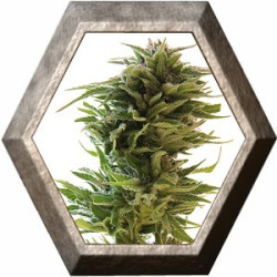 Amnesia Lemon 1 semilla Barney's Farm Seeds BARNEY´S FARM SEEDS BARNEY´S FARM