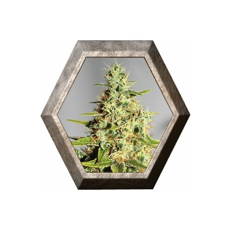 Acapulco Gold 1 semilla Barney's Farm Seed BARNEY´S FARM SEEDS BARNEY´S FARM