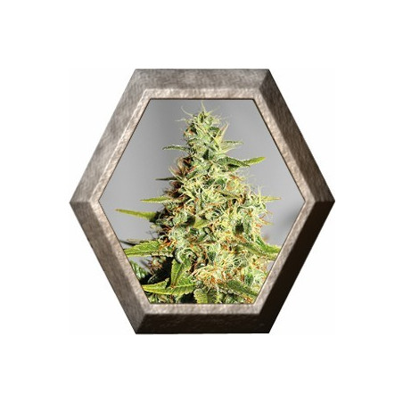 Acapulco Gold 1 semilla Barney's Farm Seed BARNEY´S FARM SEEDS BARNEY´S FARM