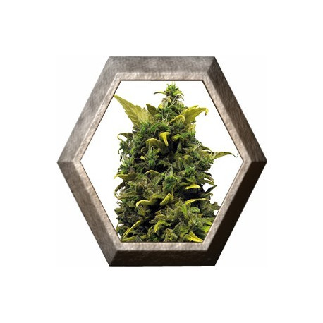Blue Cheese 1 semilla Barney's Farm Seeds BARNEY´S FARM SEEDS BARNEY´S FARM