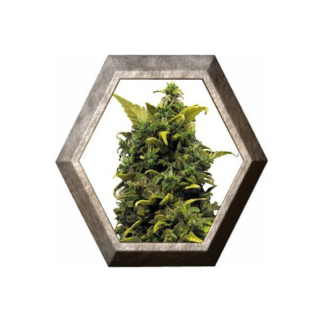 Blue Cheese 1 semilla Barney's Farm Seeds BARNEY´S FARM SEEDS BARNEY´S FARM