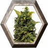 Blue Cheese 1 semilla Barney's Farm Seeds BARNEY´S FARM SEEDS BARNEY´S FARM