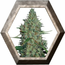 G 13 HAZE 1 semilla Barney's Farm Seeds BARNEY´S FARM SEEDS BARNEY´S FARM