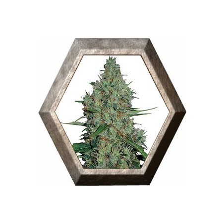 G 13 HAZE 1 semilla Barney's Farm Seeds BARNEY´S FARM SEEDS BARNEY´S FARM