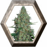 G 13 HAZE 1 semilla Barney's Farm Seeds BARNEY´S FARM SEEDS BARNEY´S FARM