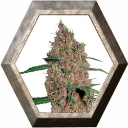 Laughing Buddha 1 semilla Barney's Farm Seeds BARNEY´S FARM SEEDS BARNEY´S FARM
