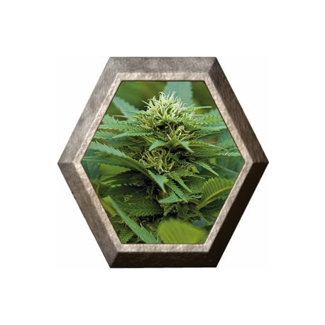 LSD 1 semilla Barney's Farm Seeds BARNEY´S FARM SEEDS BARNEY´S FARM