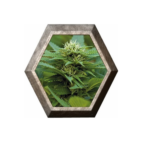 LSD 1 semilla Barney's Farm Seeds BARNEY´S FARM SEEDS BARNEY´S FARM