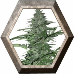 Morning Glory 1 semilla Barney's Farm Seeds BARNEY´S FARM SEEDS BARNEY´S FARM