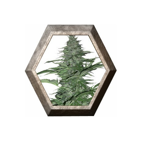 Morning Glory 1 semilla Barney's Farm Seeds BARNEY´S FARM SEEDS BARNEY´S FARM