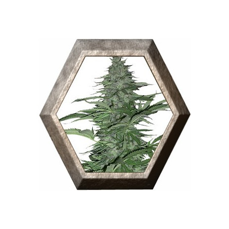 Morning Glory 1 semilla Barney's Farm Seeds BARNEY´S FARM SEEDS BARNEY´S FARM