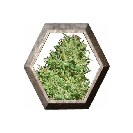 Utopia Haze 1 semilla Barney's Farm Seeds BARNEY´S FARM SEEDS BARNEY´S FARM