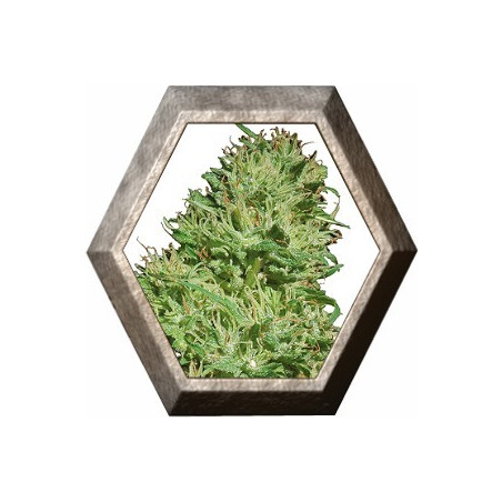 Utopia Haze 1 semilla Barney's Farm Seeds BARNEY´S FARM SEEDS BARNEY´S FARM