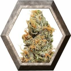 Pineapple Chunk 1 semilla Barney's Farm Seeds BARNEY´S FARM SEEDS BARNEY´S FARM