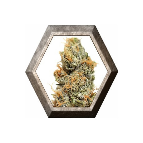 Pineapple Chunk 1 semilla Barney's Farm Seeds BARNEY´S FARM SEEDS BARNEY´S FARM