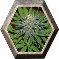 Pineapple Express 3 semillas Barney's Farm Seeds BARNEY´S FARM SEEDS BARNEY´S FARM