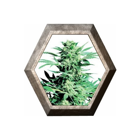Shiva Skunk 3 semillas Sensi Seeds SENSI SEEDS SENSI SEEDS